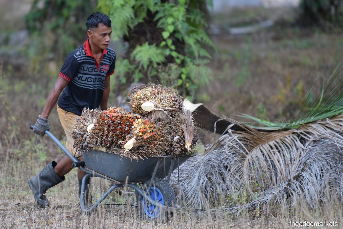 Commenting on the Malaysian government's move, Indonesian Palm Oil Association deputy general chairman Togar Sitanggang said allowing the 32,000 workers to enter Malaysia could ease the tension of low production that the world's second biggest producer of palm oil is having now. (Photo by Mohd Suhaimi Mohamed Yusuf/The Edge)